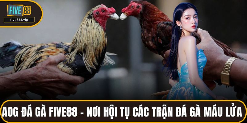 Aog Đá Gà FIVE88 - Nơi Hội Tụ Các Trận Đá Gà Máu Lửa
