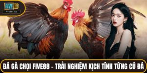 Đá Gà Chọi FIVE88 - Trải Nghiệm Kịch Tính Từng Cú Đá