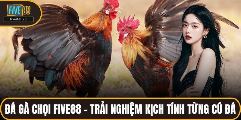 Đá Gà Chọi FIVE88 - Trải Nghiệm Kịch Tính Từng Cú Đá