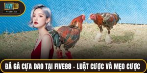 Đá Gà Cựa Dao Tại FIVE88 – Luật Cược Và Mẹo Đặt Cược